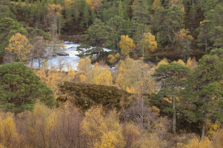 Autumnal woodland, Glen Affric